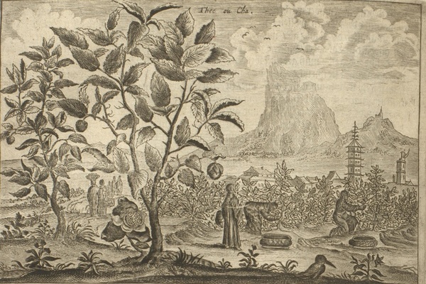 Teepflanze in China Quelle: Histoire Générale Des Voyages… Amsterdam, 1749