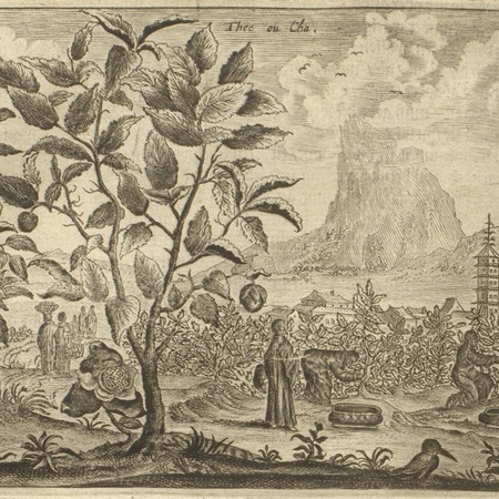 Teepflanze in China Quelle: Histoire Générale Des Voyages… Amsterdam, 1749